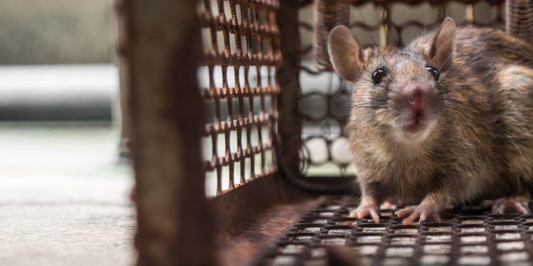 How To Reduce The Rates Of Pest Infestation At Your Place?