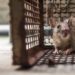 How To Reduce The Rates Of Pest Infestation At Your Place?