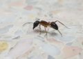 How to Effectively Get Rid of Ants
