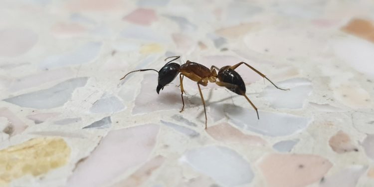How to Effectively Get Rid of Ants