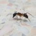 How to Effectively Get Rid of Ants