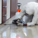 Key features of Pest Control plan