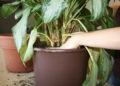 What are the pros of indoor gardening?