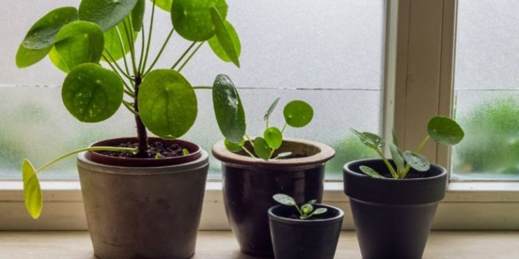Taking care of my money plant in water
