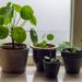 Taking care of my money plant in water