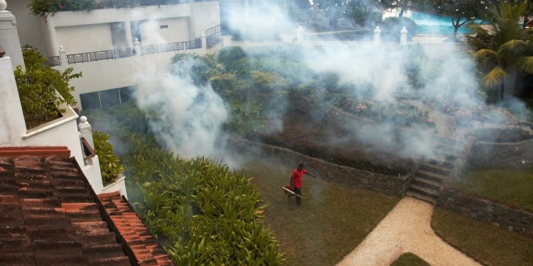 4 Measures to Take to Exterminate Sowbugs and Pillbugs in House