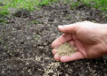 A Guide to Grass Seed Germination