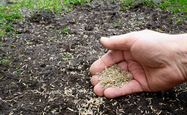 A Guide to Grass Seed Germination