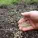 A Guide to Grass Seed Germination