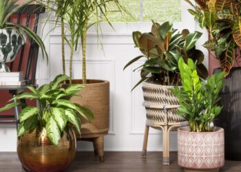 How to Grow Onions in Indoor Pots