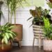 How to Grow Onions in Indoor Pots