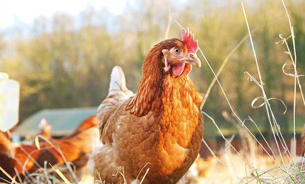 What You Need To Consider When Getting Your Home Ready For Chickens
