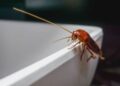 Why are Cockroaches Invading Your Home?