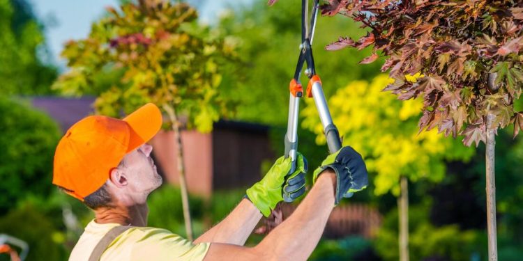 6 Reasons Why Your Salt Lake City Home Needs Expert Tree Trimming!