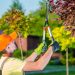 6 Reasons Why Your Salt Lake City Home Needs Expert Tree Trimming!