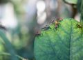 How to Make Your Own Natural Pesticides and Keep Bugs Away Safely