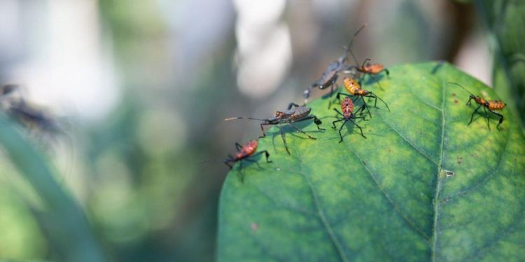How to Make Your Own Natural Pesticides and Keep Bugs Away Safely