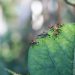 How to Make Your Own Natural Pesticides and Keep Bugs Away Safely