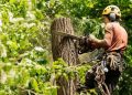 How to Spot Dangerous Oak Rot in Temple Terrace
