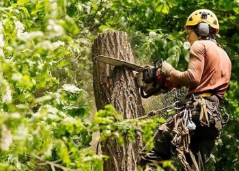 How to Spot Dangerous Oak Rot in Temple Terrace