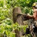 How to Spot Dangerous Oak Rot in Temple Terrace